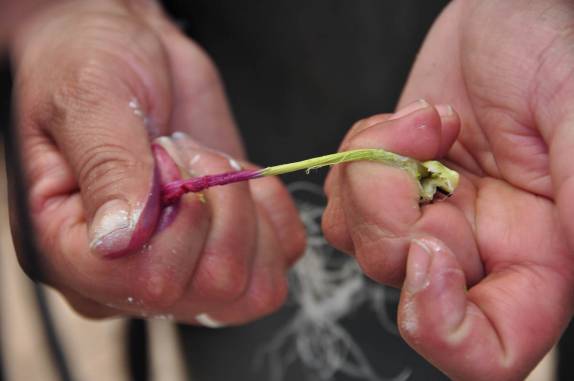 Colorindo as fibras naturais do maguey com pétalas de flores. Próximo às ruínas de Teotihuacán, ao norte da Cidade do México